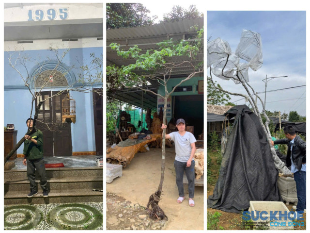 Kỳ 3: Từ vách núi đến chậu cảnh tiền triệu – hành trình của cây Muội hồng ra thị trường