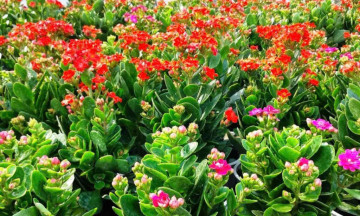 Bài thuốc trị bệnh từ cây sống đời