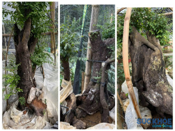 Kỳ 4: Góc nhìn chuyên gia và khung pháp lý quanh cơn sốt Muội hồng