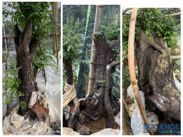 Kỳ 4: Góc nhìn chuyên gia và khung pháp lý quanh cơn sốt Muội hồng