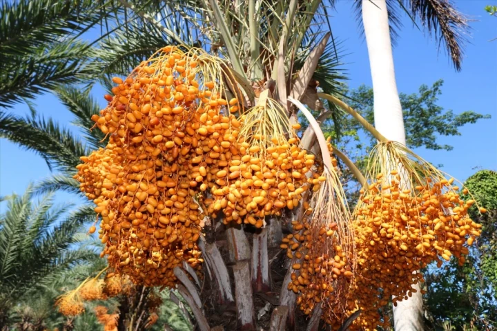 So sánh dinh dưỡng giữa chà là tươi và chà là khô