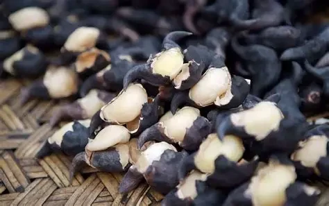 Những lợi ích sức khỏe không ngờ của củ ấu