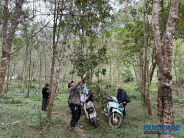 Bài cuối: Sau cơn sốt cây Muội hồng: Quản lý thế nào để không đánh đổi rừng và mạng sống?