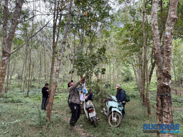 Bài cuối: Sau cơn sốt cây Muội hồng: Quản lý thế nào để không đánh đổi rừng và mạng sống?