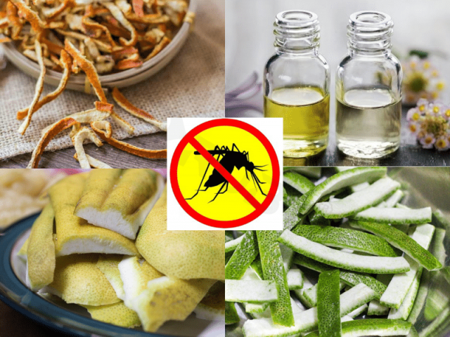 5 cách đuổi muỗi tự nhiên cho gia đình trong mùa lạnh