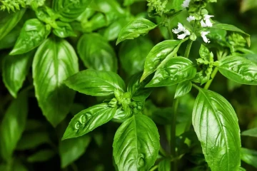 Lá é có tác dụng gì đối với sức khỏe?