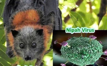 TP. Hồ Chí Minh chủ động phòng, chống nguy cơ virus Nipah xâm nhập