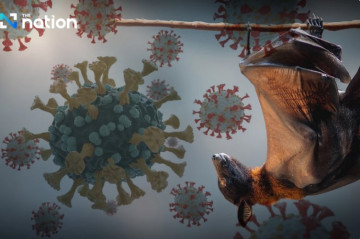 Virus Nipah nguy hiểm thế nào mà các nước phải kích hoạt kiểm soát như thời COVID-19?