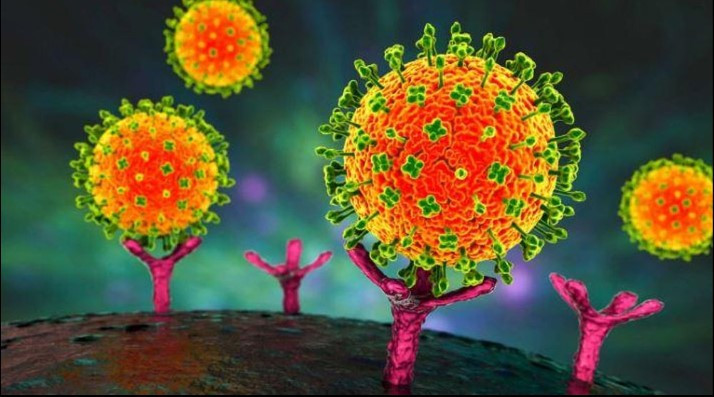Bộ Y tế: Việt Nam chưa ghi nhận trường hợp mắc bệnh do virus Nipah