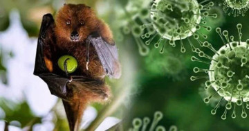 Cần làm gì để phòng tránh virus Nipah?