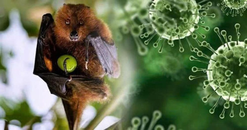 Cần làm gì để phòng tránh virus Nipah?