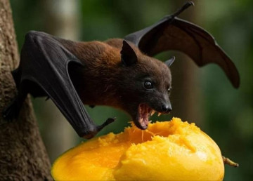 Hà Nội ra chỉ đạo khẩn về phòng chống virus Nipah