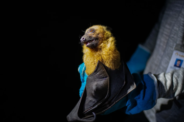 Sau tuyên bố kiểm soát dịch Nipah của Ấn Độ, châu Á tiếp tục tăng cường sàng lọc