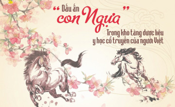 Dấu ấn “con ngựa” trong kho tàng dược liệu y học cổ truyền của người Việt