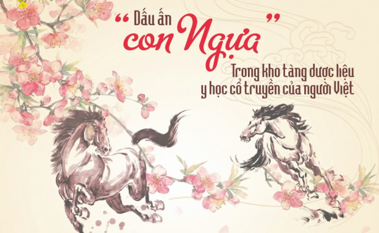 Dấu ấn “con ngựa” trong kho tàng dược liệu y học cổ truyền của người Việt