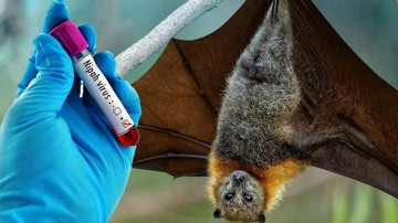 Bộ Y tế ban hành hướng dẫn chẩn đoán và điều trị bệnh do virus Nipah