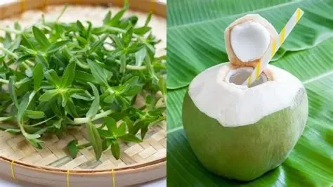 Uống nước dừa với rau ngổ có tác dụng gì?