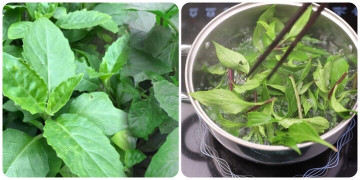 Lợi ích sức khỏe của rau bầu đất