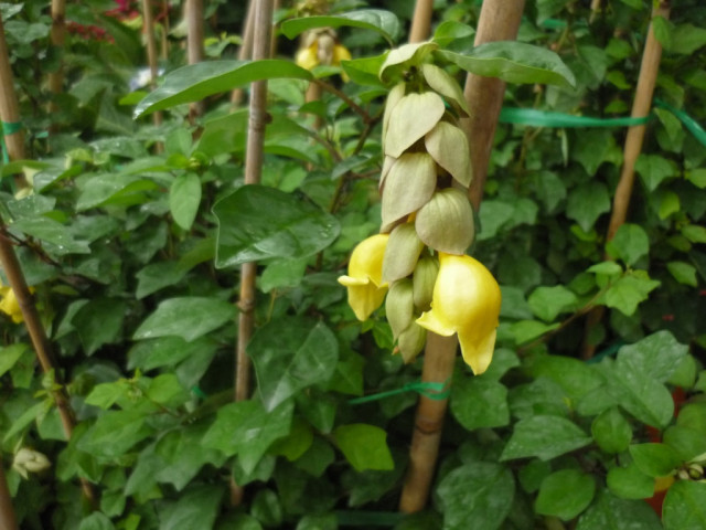 Nhiều công dụng chữa bệnh từ cây tu hú