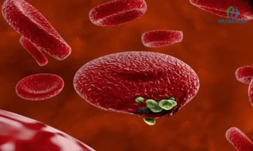 Ký sinh trùng sốt rét “hack” hệ miễn dịch bằng mRNA