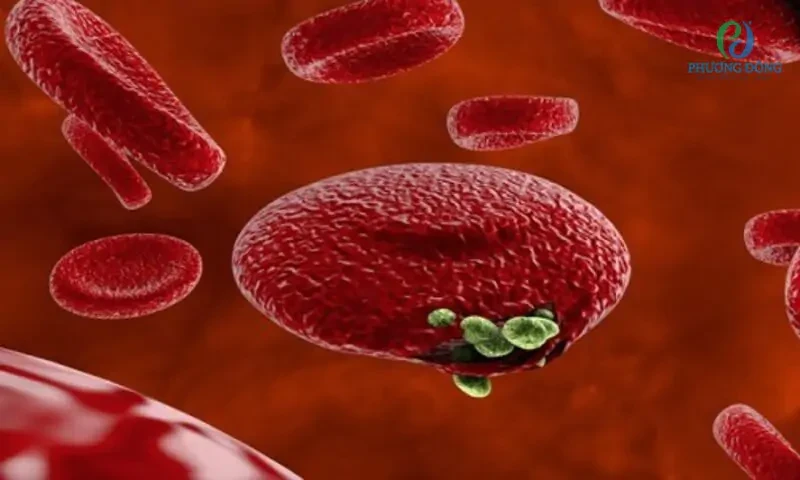Ký sinh trùng sốt rét “hack” hệ miễn dịch bằng mRNA