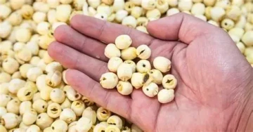 Những lưu ý khi sử dụng hạt sen để tốt cho sức khỏe
