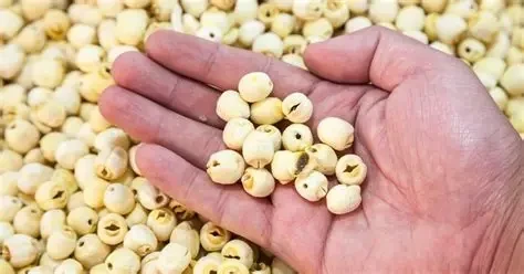 Những lưu ý khi sử dụng hạt sen để tốt cho sức khỏe