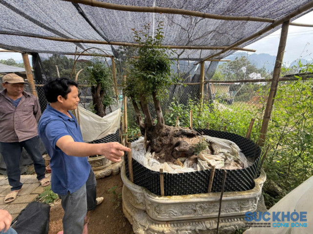 Thanh Hóa: Trào lưu săn muội hồng tiềm ẩn nguy cơ bị truy cứu hình sự