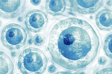 Tế bào gốc và enzyme – Tương lai phục hồi nòi giống từ gốc tế bào