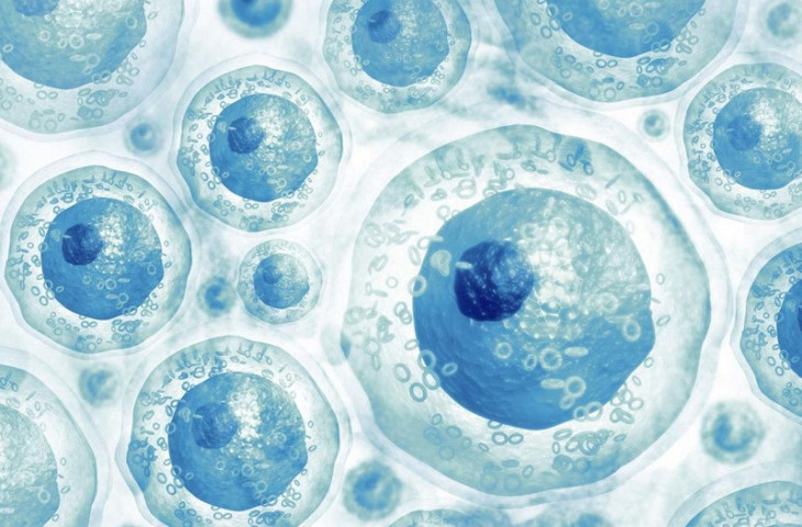 Tế bào gốc và enzyme – Tương lai phục hồi nòi giống từ gốc tế bào