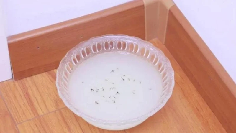 3 mẹo đuổi ruồi trong nhà đơn giản, dễ làm mà hiệu quả