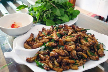 Bộ Y tế yêu cầu làm rõ vụ 9 người nghi ngộ độc sau khi ăn ve sầu