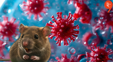 Hantavirus liệu có nguy cơ bùng phát như Covid-19?