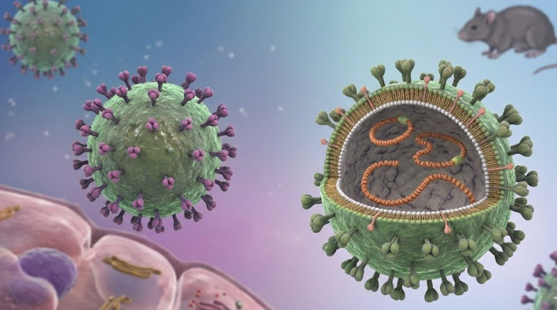 WHO: Nguy cơ virus Hanta tại Việt Nam ở mức thấp nhưng không thể chủ quan