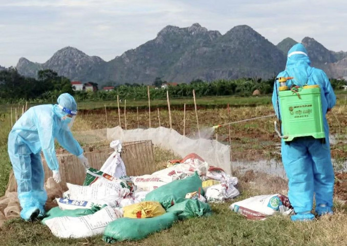 Ninh Bình: Tiêu hủy hơn 1.000 con vịt nhiễm cúm gia cầm