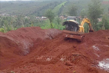 Lâm Đồng: Tiêu hủy hơn 3.700 con lợn nhiễm dịch tả lợn châu Phi