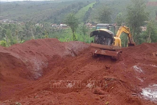 Lâm Đồng: Tiêu hủy hơn 3.700 con lợn nhiễm dịch tả lợn châu Phi