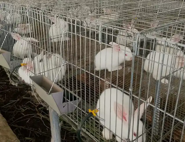 Quy định về phí kiểm soát giết mổ đối với thỏ: Cần tháo gỡ "nút thắt" để ngành phát triển