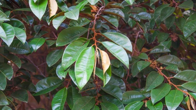 Đau dạ dày uống lá vú sữa được không?