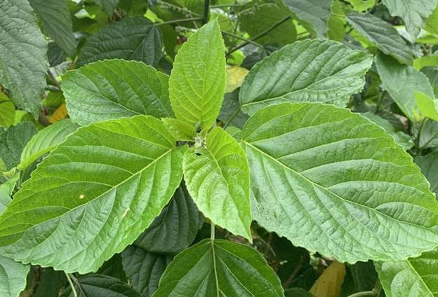 Phú Thọ: Cấp cứu trường hợp bị ngộ độc sau khi uống lá lộc mại