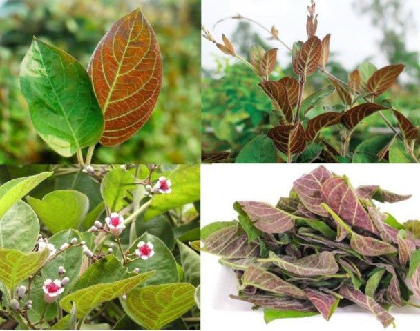 Cây Mơ lông – Không chỉ là rau gia vị mà còn là vị thuốc quý